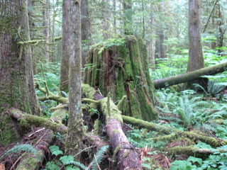 Illustration for article titled Earthquake on Vancouver Island